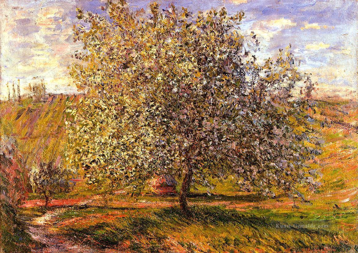 Baum in der Blume in der Nähe von Vetheuil Claude Monet Ölgemälde